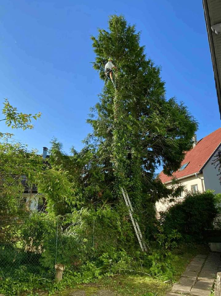 Élagage d'arbres Durlinsdorf