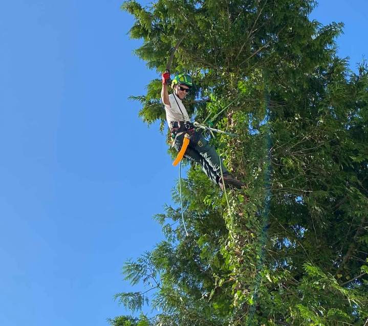 Élagage d'arbres Durlinsdorf
